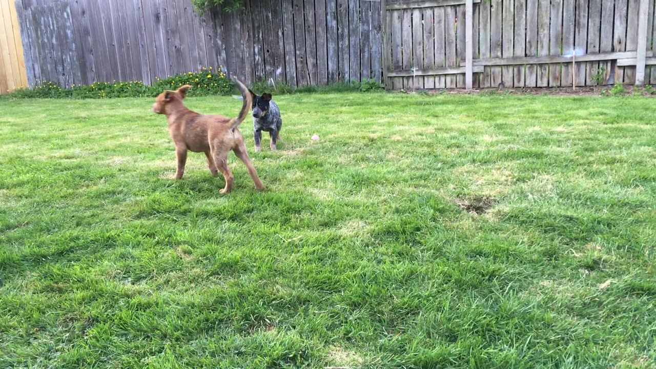 backyard wrastlin
