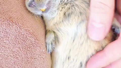 A Spoiled Female Degu Pet