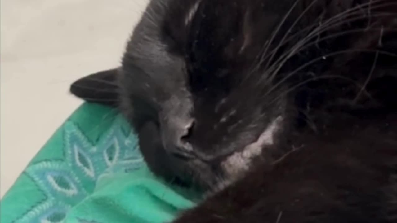 Precious Piper is So Cute - My Adopted Shelter Cat Vlog #shorts