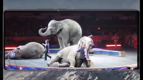 Brothers Circus Cruelty to Elephants ' 2
