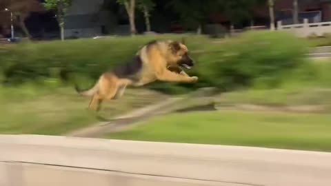 Viteză Maximă – Păstorul German Supersonic! 🐕💨 / Top Speed – The Supersonic German Shepherd!