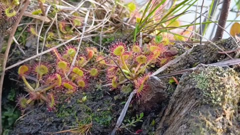 Round-leaved sundew