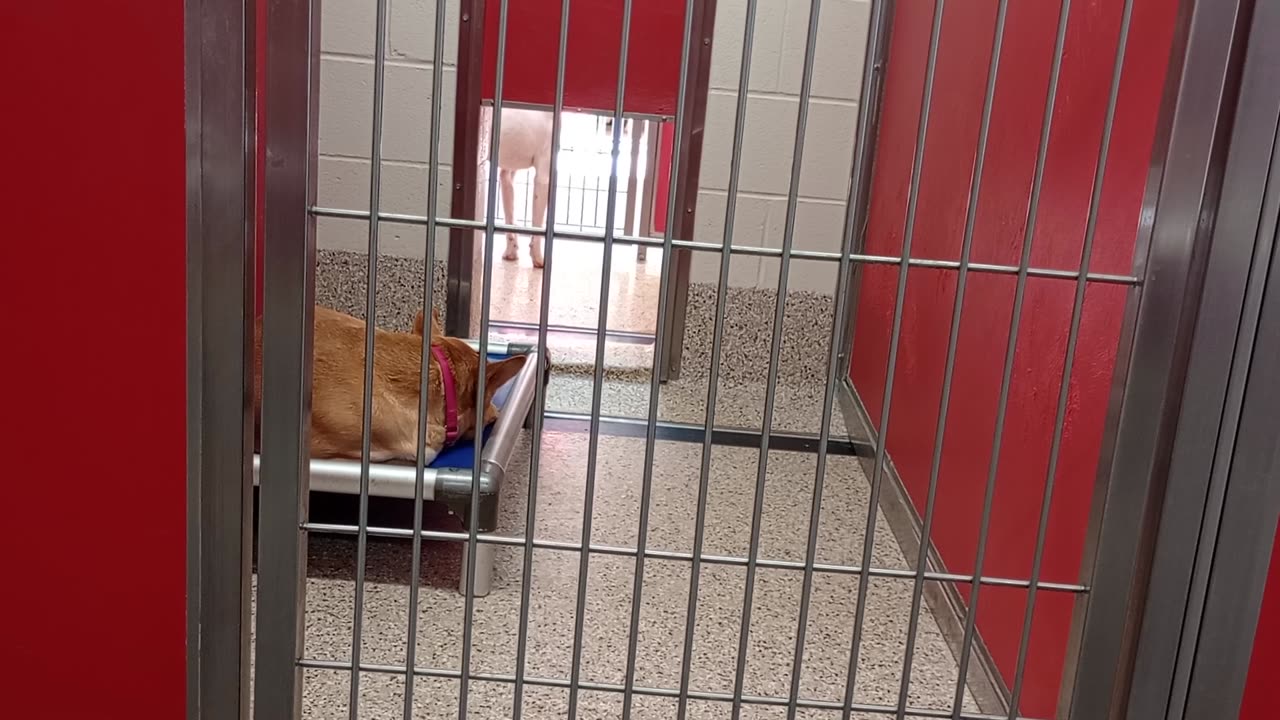 Adara-tan napping on bed in corner 2y A860937 Huey 1y A865645 kennel 46 pod 2 PACC shelter 385