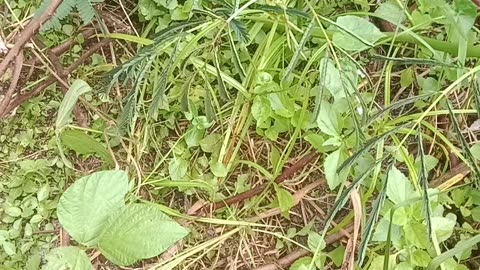 Shy grass