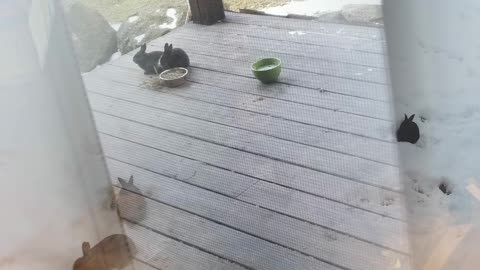 Having lunch with one of the bunnies on the porch. #SparklegleamFarm #Bunny #farm #rabbit