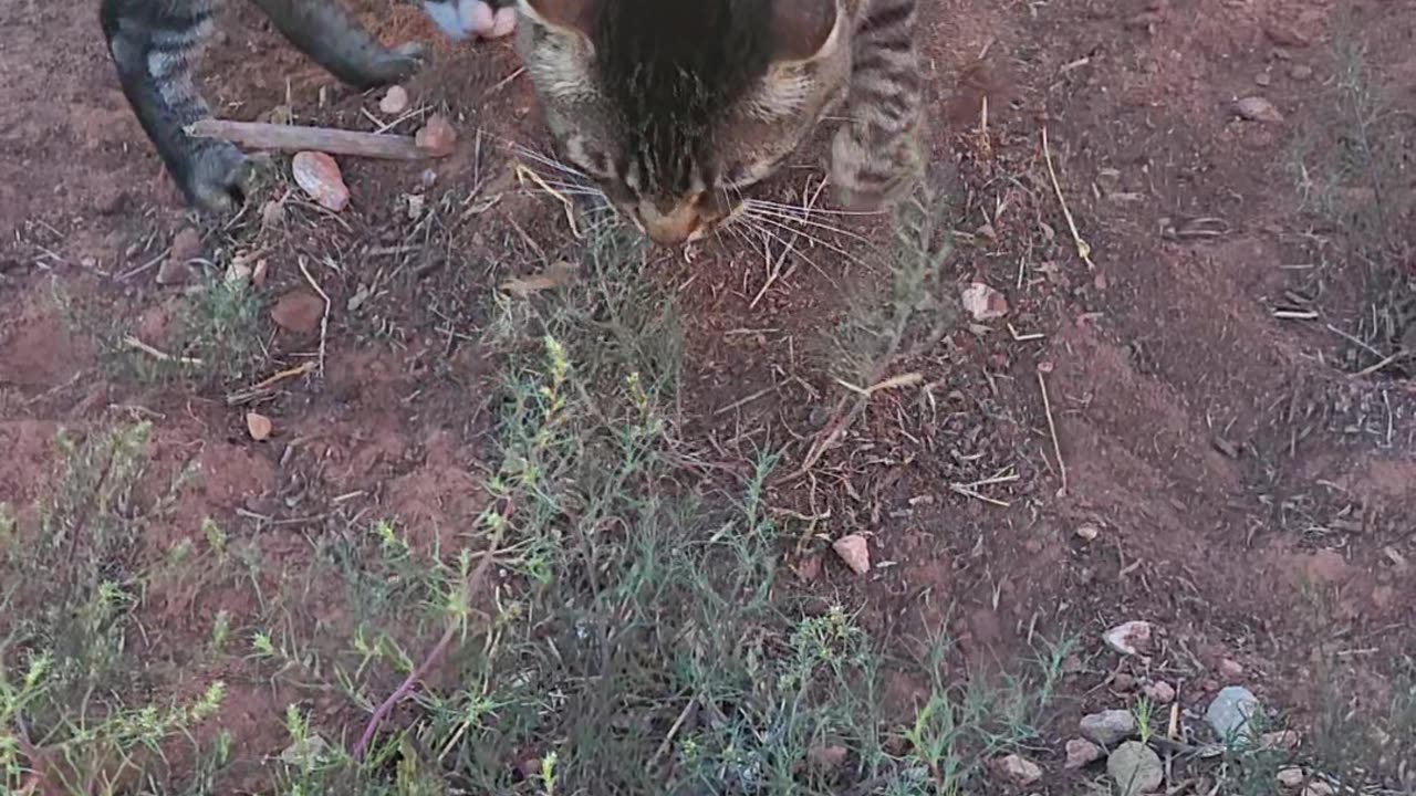 Neo peeing