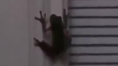 🐸🦗 A Frog Ate a Firefly! This is WILD! | FunFM