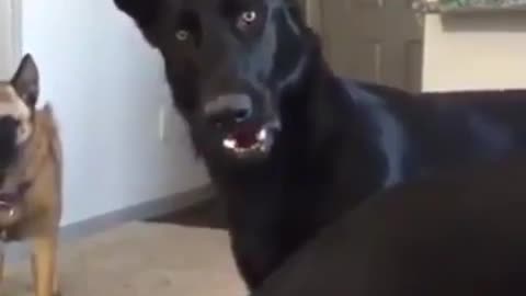 funny animals