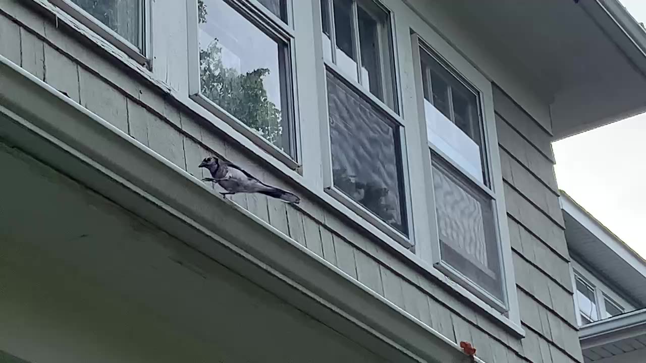 Gutter Birds