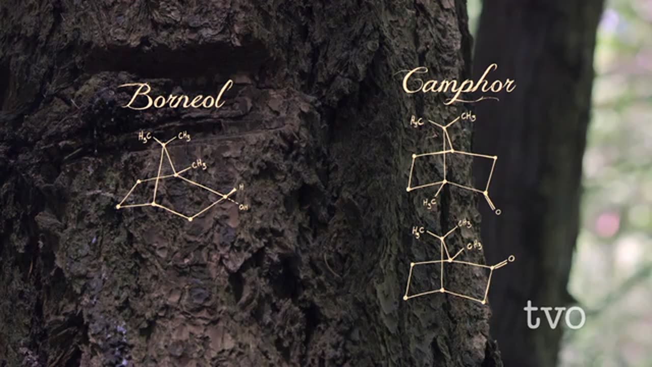 Call of the Forest - The Forgotten Wisdom of Trees