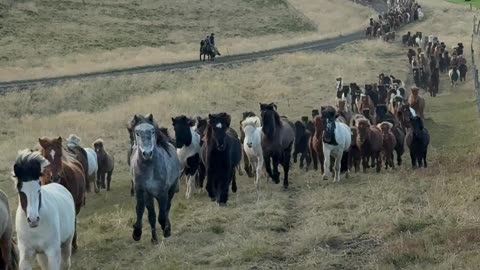 Hundreds of Icelandic Horses Returning From the Highlands