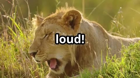 Roaring facts about Lions