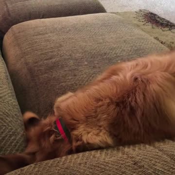 "Golden Retrievers: Goofy, Lovable, and Always Up to Something"?