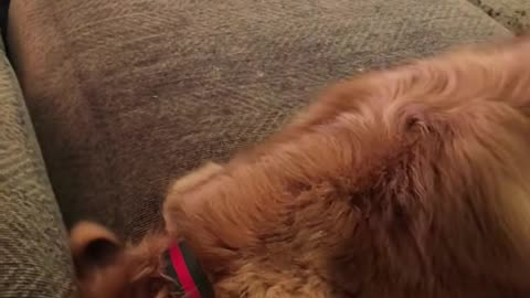 "Golden Retrievers: Goofy, Lovable, and Always Up to Something"?