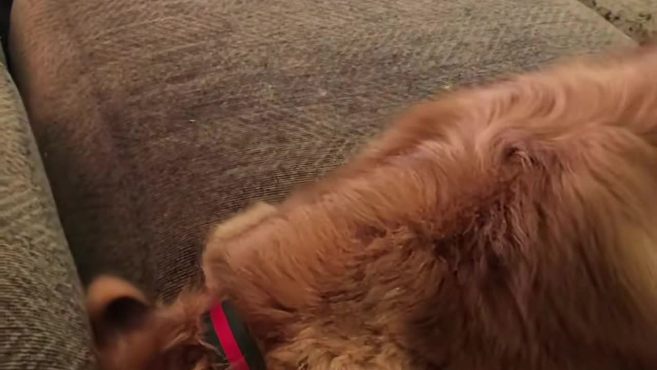 "Golden Retrievers: Goofy, Lovable, and Always Up to Something"?