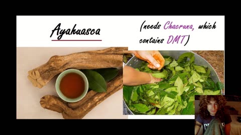 What is Jurema (Mimosa Hostilis)? - Ayahuasca analogue