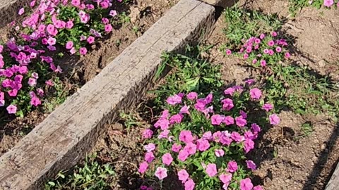 Warning: this post contains 2 Minutes of Petunias