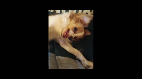 BIBLENKJV.COM™ 🛐 ADVENTURES OF ALFIE - MICHIGAN STATE STYLE #ALFIE #PETS #SHORT