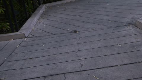 Bird finds something yummy!!