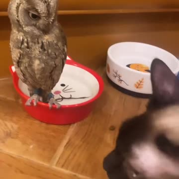 Everyone watches everyone else