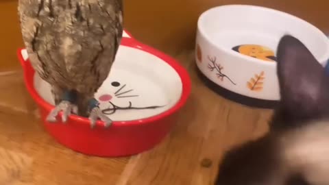 Everyone watches everyone else