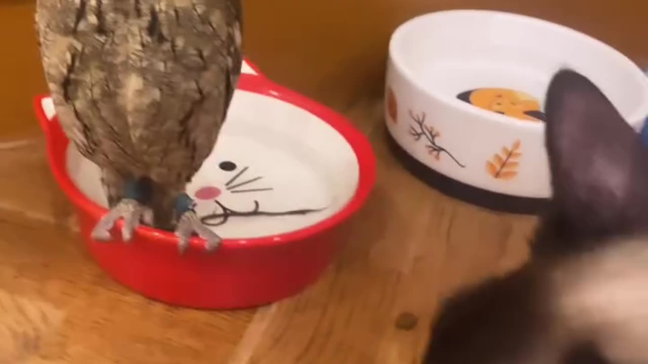 Everyone watches everyone else