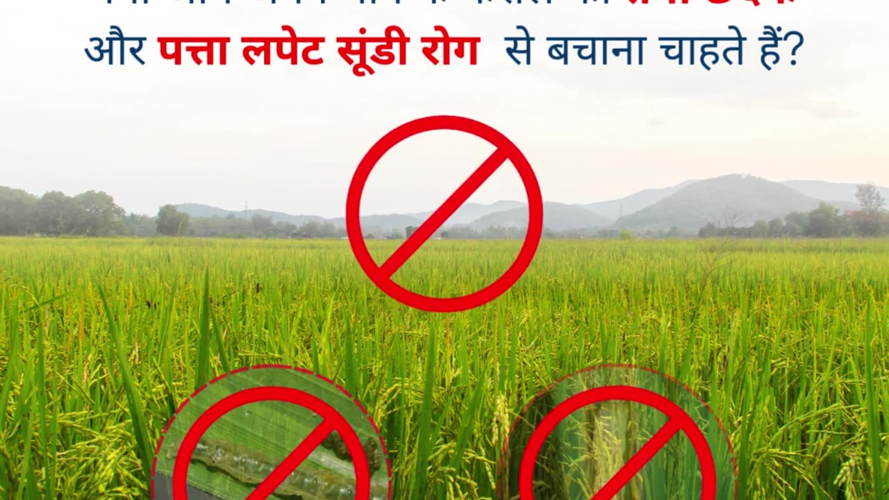 🌾 Protect Your Paddy Crops with the Ultimate Solution – Nagarjuna 4G! 🌾