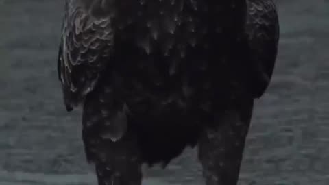 The incredibly majestic Bald Eagle 🦅