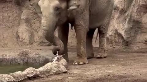 🐘 Hero Elephant! Saving a Drowning Gazelle!
