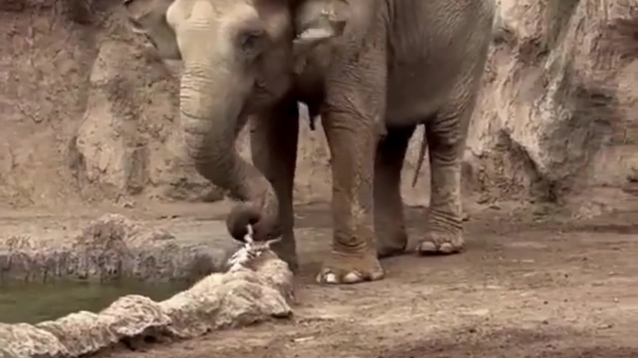 🐘 Hero Elephant! Saving a Drowning Gazelle!