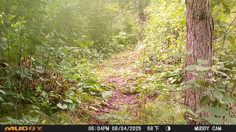 Hidden Deer