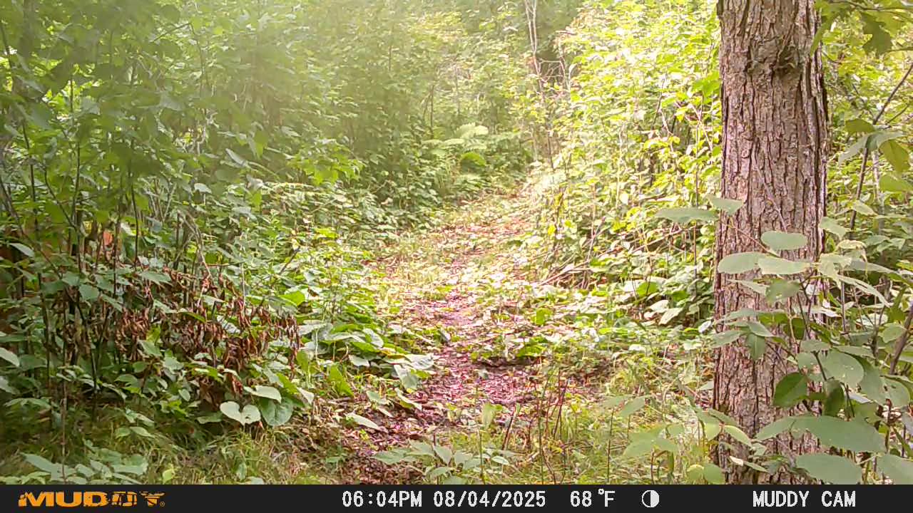 Hidden Deer