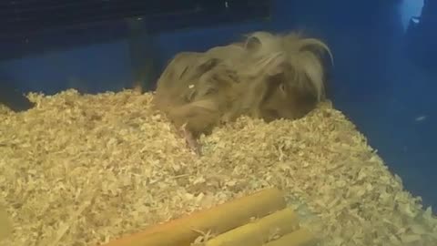 Peruvian guinea pig is almost asleep, it's so cute [Nature & Animals]