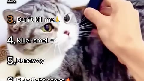 Funny animals