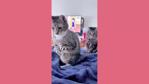 Funny animals - Funny cats and dogs - Funny animal videos