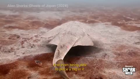 Jaw-Dropping Discoveries in Japan's Oceans Shark Week (2025)