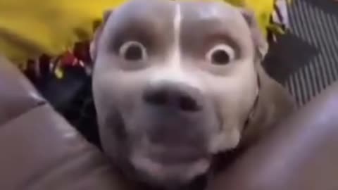 Funny Animals Video 😂🐶🐱 | Funniest Animal Moments 2025 Compilation 🐾🔥