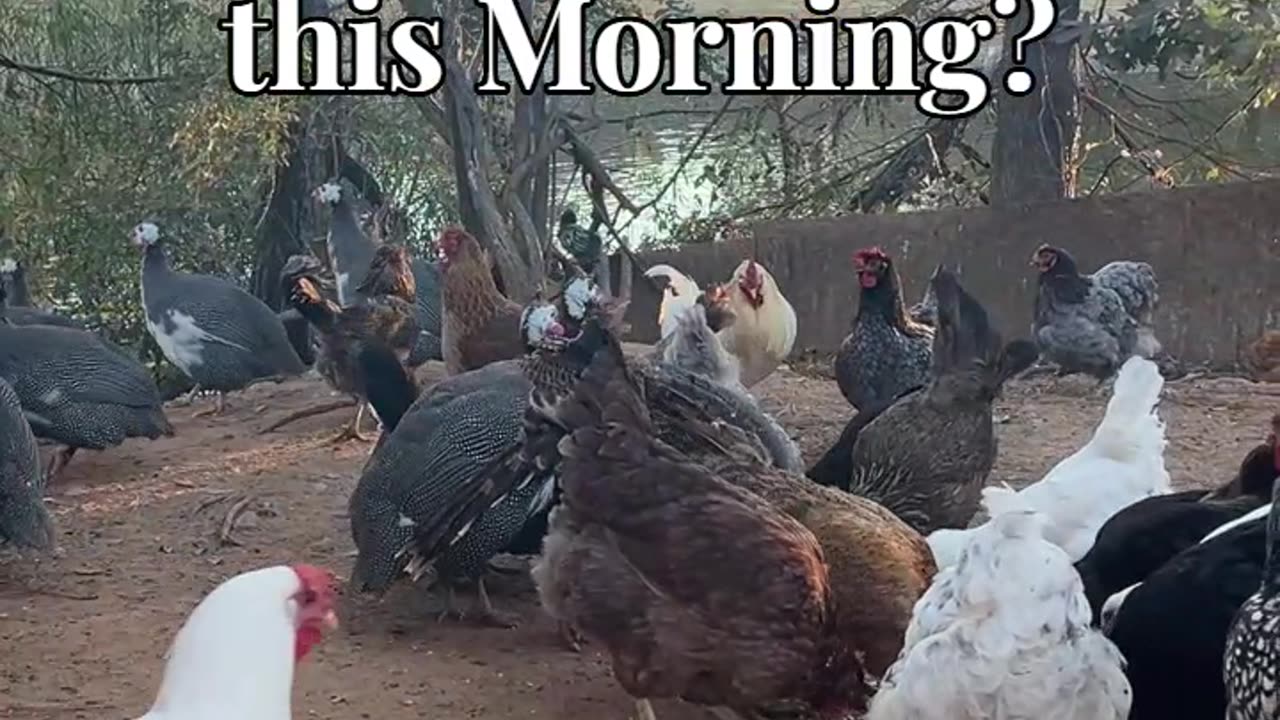 Did you get some Scratch this Morning?