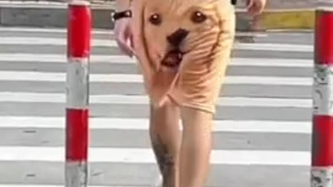 😂😂😂😂 Funny Video