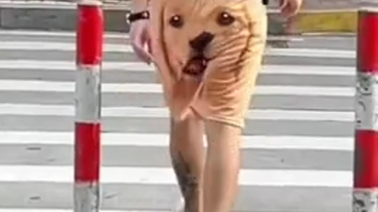 😂😂😂😂 Funny Video