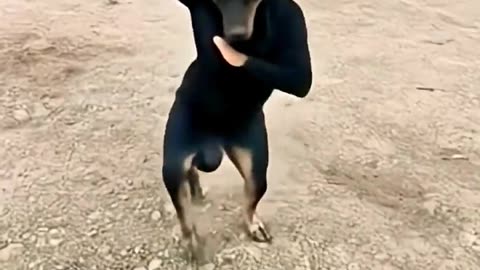 Indian dog dances on camera!