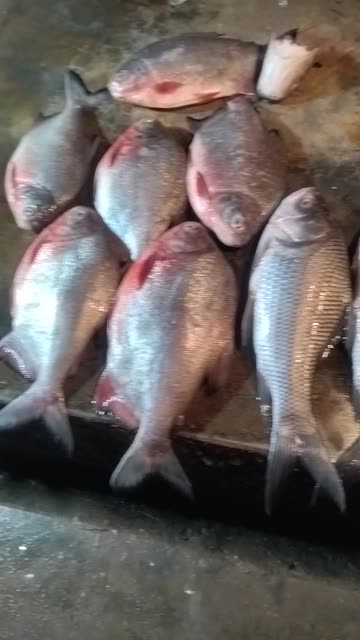 🐟 Local Fish Market Morning Scene | Agartala | North East India
