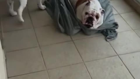 Top 15 Funniest English Bulldog Videos Ever | Hilarious Bulldog Compilation #3