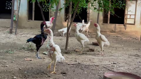 Aseel khan farm