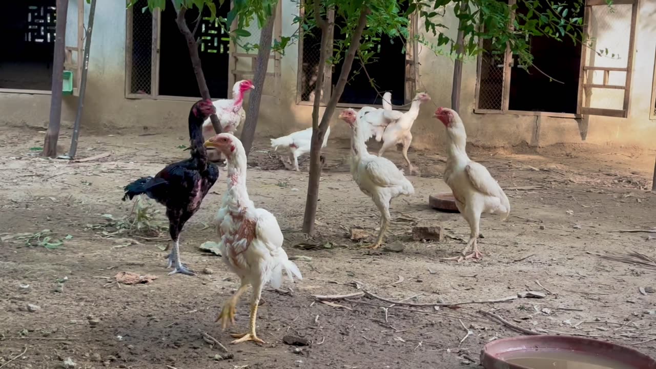 Aseel khan farm