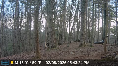 The Woods – 02/09/2026