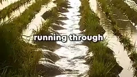 USA HELPS GROW POPPIES TO WEAKEN RUSSIA & IRAN