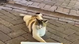 😂🐾 Bro Tried to Scam with a Missing Paw, But... | FunFM
