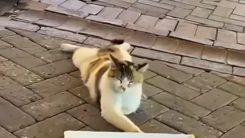 😂🐾 Bro Tried to Scam with a Missing Paw, But... | FunFM