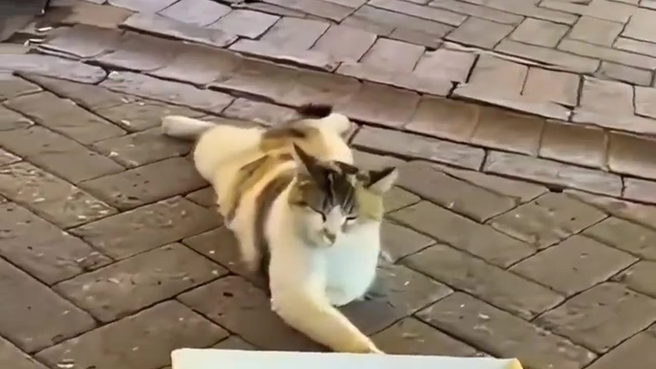 😂🐾 Bro Tried to Scam with a Missing Paw, But... | FunFM
